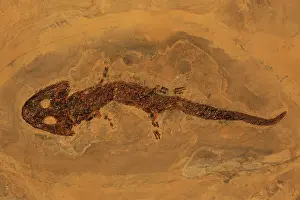Permian: Fossil Amphibian (Sclerocephaleus hauseri) - Germany