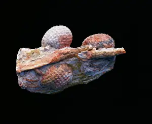 Araucaria: FOSSIL- Araucaria Cone