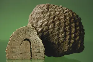 Araucaria: Fossil Araucaria Cone