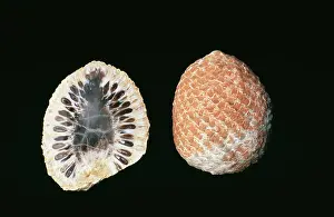 Araucaria: Fossil - Araucaria Cones, cross section & full cone