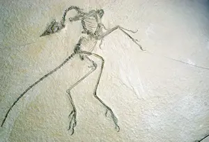Archaeopteryxs: FOSSIL - Archaeopteryx