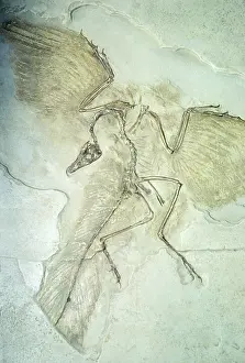 Archaeopteryx: Fossil - Archaeopteryx