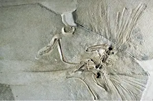 Peter Green: FOSSIL - ARCHAEOPTERYX