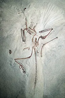 Bone: FOSSIL - ARCHAEOPTERYX IN STONE
