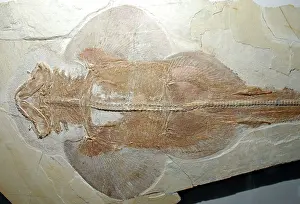 Squatina: Fossil Banjo Ray. Jura, Germany. Jurassic