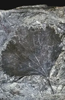 Tertiary: Fossil Beech Leaf