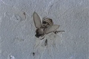Coleopteran: Fossil Beetle