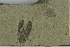 Coleopteran: Fossil Beetle