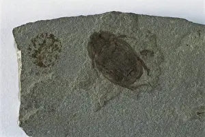 Coleopteran: Fossil Beetle