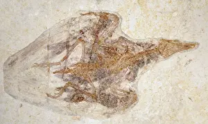 Sanctus: Fossil Bird