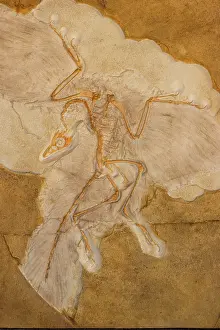 Berlin: Fossil Bird Archaeopteryx Cast - Original specimen