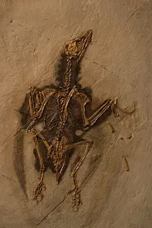 Sanctus: Fossil Bird Cast