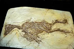 Primitive: Fossil Bird Confuciusornis Sanctus