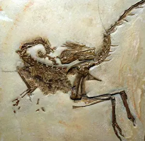 Reconstruction: Fossil Bird - like Dinosaur from the Jura