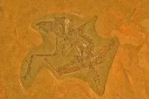 Unknown: Fossil - Bird - Unknown species. Eocene