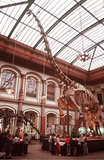 Reconstruction: FOSSIL - BRACHIOSAURUS SKELETON