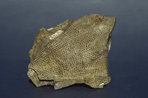 Bryozoa: Fossil Bryozoan