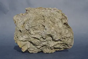 Bryozoa: Fossil Bryozoan