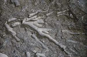 Bryozoa: Fossil Bryozoan