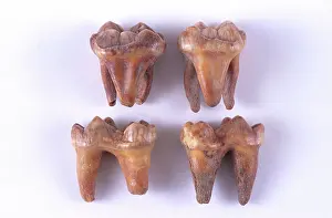 Uralensis: Fossil Cave Bear Teeth
