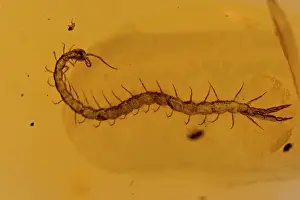 Centipedes: Fossil Centipede in Amber - Dominican Republlic