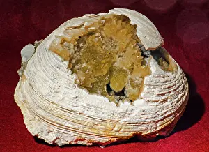 Clam: Fossil Clam with Calcite Crystals