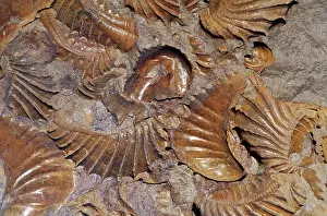 Parts: Fossil Clams - hard parts of shell unaltered