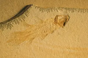 Coelacanth: Fossil Coelacanth - Jurassic