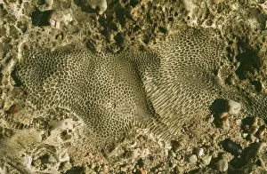Uplifted: Fossil colonial coral embedded in marine limestone