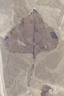Tertiary: Fossil Cottonwood Leaf