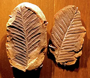 Pteridosperm: Fossil and its counterpart - Pteridosperm from