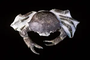 Total: Fossil Crab - Size: body width 8.8 cm total specimen: