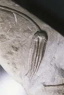 Stalked: Fossil Crinoid