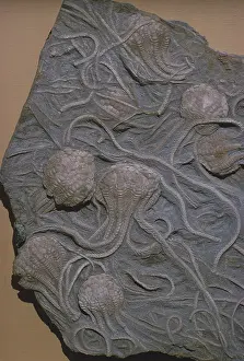 Crinoidea: Fossil Crinoid