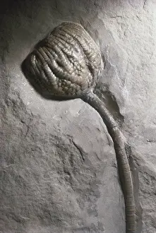 Flexible: Fossil Crinoid