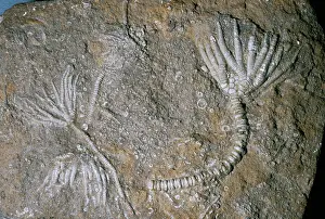 Echinoderms: Fossil - crinoid