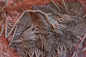 Crinoids: Fossil Crinoid (Cephocrinitis) - Erfoud South Morocco