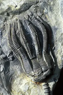 Triassic: Fossil - Crinoid - Encrinus liliformis - Triassic