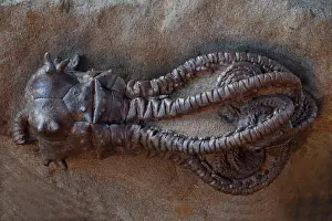 Permian: Fossil Crinoid (Jimbacrinus bostocki) - Early Permian