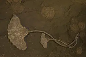 Crinoids: Fossil Crinoid - Jurassic