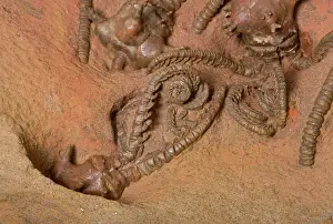 Primary: Fossil crinoid, sea lillies - Primary era - Permien