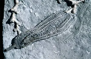 Crinoids: Fossil - Crinoid. Size 5 in. Mississippian (Carboniferrous)