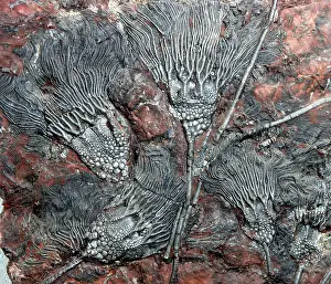 Fossilised: Fossil Crinoids