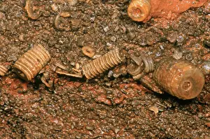 Crinoids: Fossil Crinoids