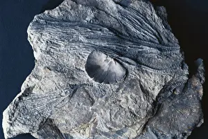 Crinoids: Fossil Crinoids and Brachiopods