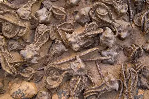 Permian: Fossil Crinoids - Jimbacrinus Bostocki - Permian