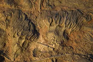Crinoids: Fossil - Crinoids. Silurian. Devonian