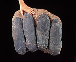 FOSSIL- Dinosaur Eggs