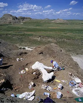 Study: FOSSIL - DINOSAUR EXCAVATION - Tyrannosaurus Rex, Hip Bone