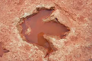 Theropods: Fossil Dinosaur Footprint (Theropod)